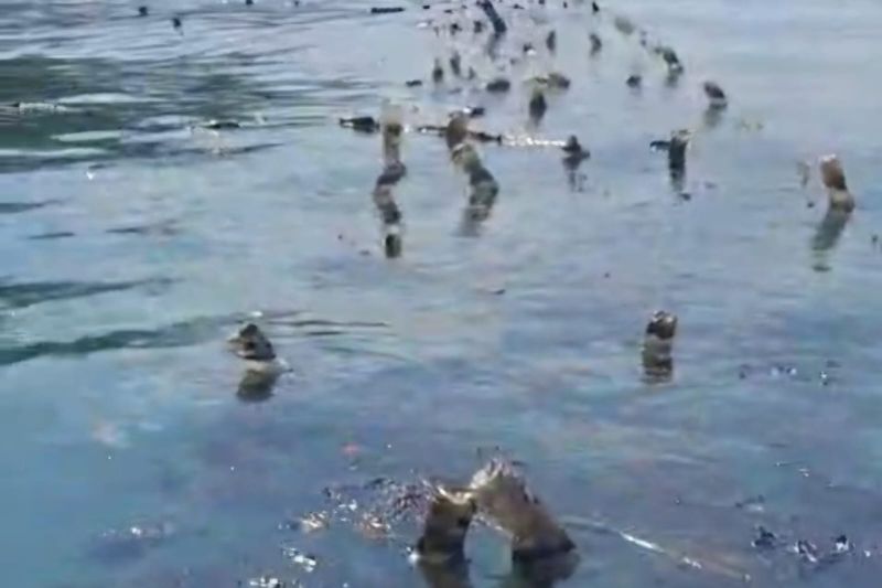 Wilayah pantai tiga desa di Kupang terpapar oleh tumpahan oli 