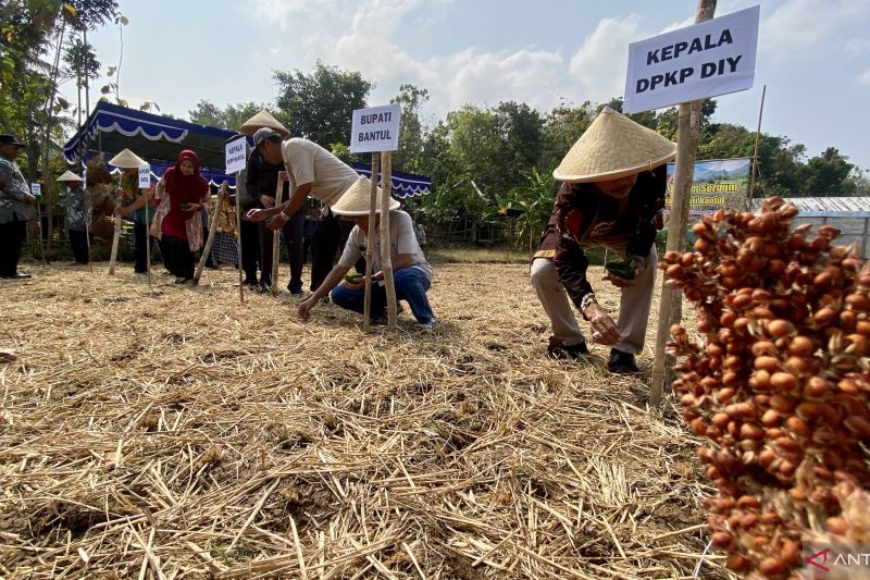 pemkab-bantul-gencarkan-budidaya-sorgum-sebagai-opsi-pengganti-beras
