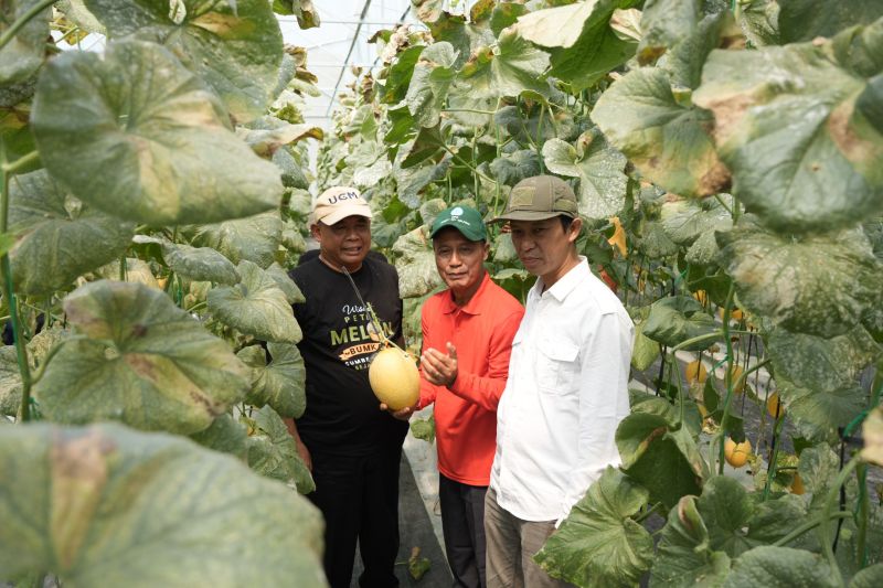 bumkal-sumberharjo-prambanan-sukses-budi-daya-melon-premium