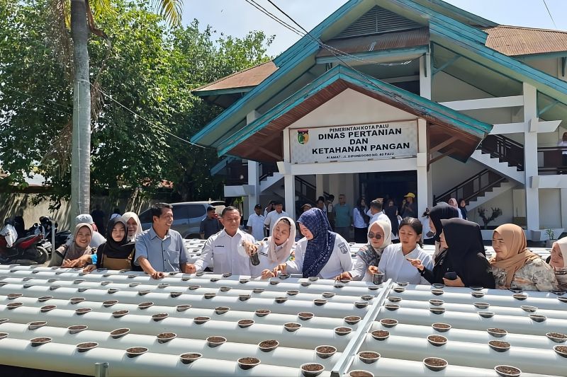 pemkot-palu-kembangkan-budidaya-hidroganik-optimalkan-lahan-terbatas