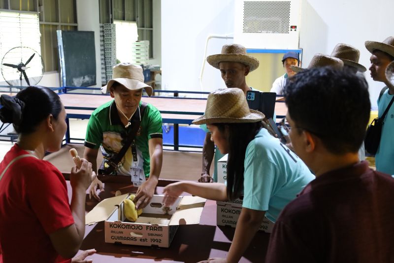 fao-fasilitasi-petani-mangga-ri-belajar-teknologi-produksi-di-filipina