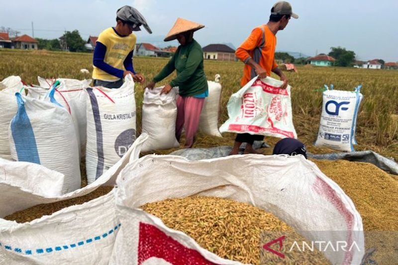 mentan-ntp-juli-2026-capai-12784-kesejahteraan-petani-menguat