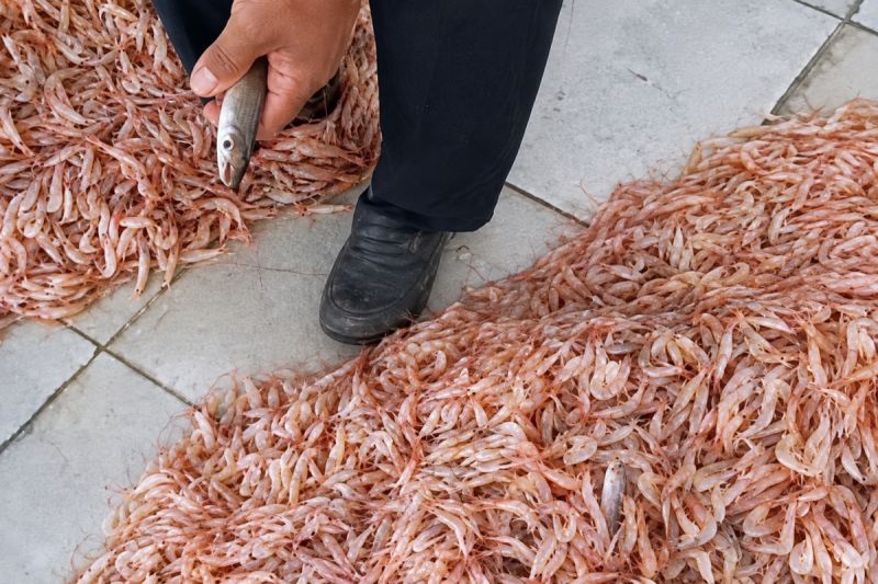 KUD optimistis musim penangkapan ikan nelayan Cilacap membaik