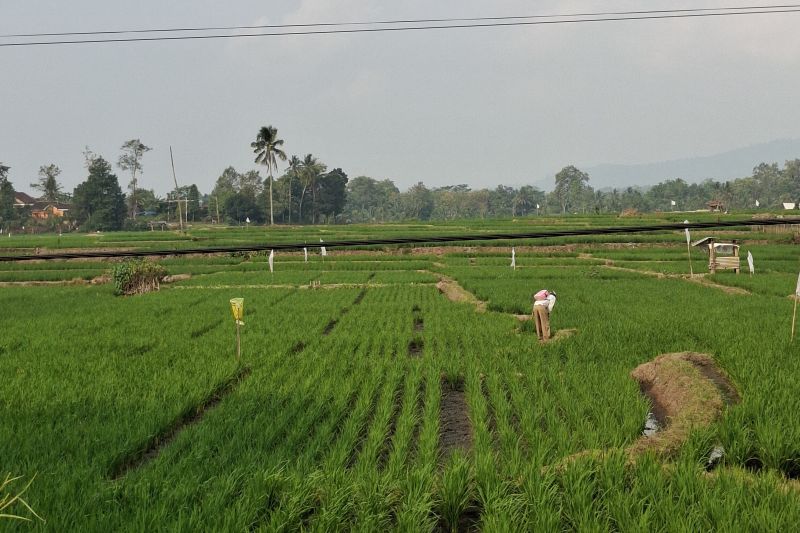 BI Lampung: Ekonomi Lampung di 2026 diperkirakan tumbuh 5,0-5,6 persen