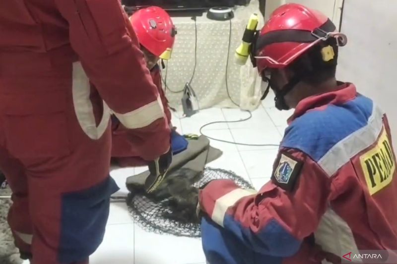 Gulkarmat Jaktim evakuasi musang yang jatuh dari plafon rumah warga