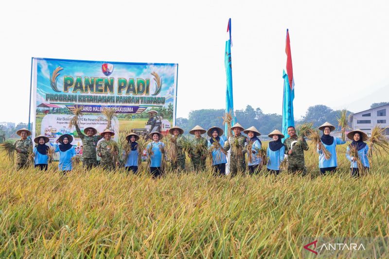 TNI AU panen 17,5 ton gabah untuk perkuat ketahanan pangan