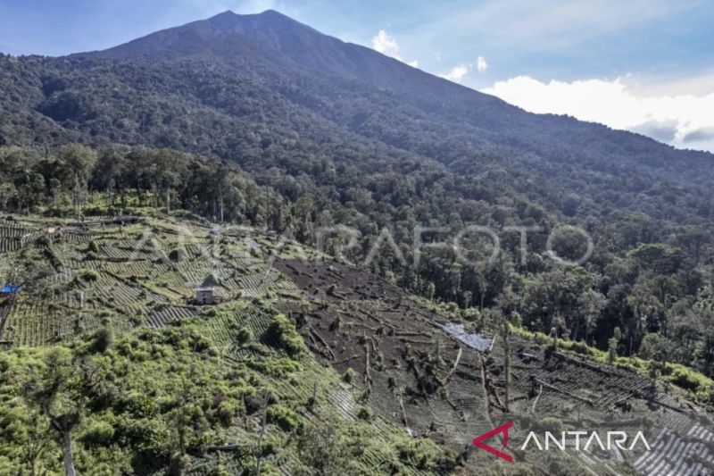 BBTNKS luncurkan program penghijauan di kaki Gunung Kerinci 