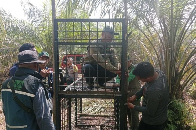 Kemenhut tangani konflik beruang di Riau, utamakan keselamatan warga