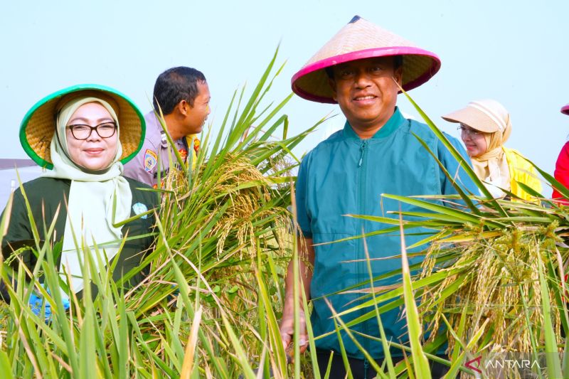 Perkuat ketahanan pangan, Pemkot Jaktim panen 10 ton padi