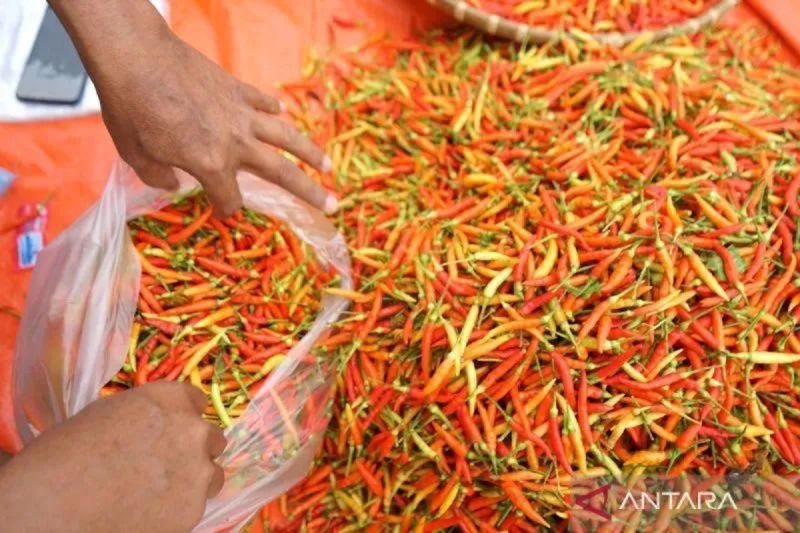 PIHPS catat harga cabai rawit Rp59.650/kg, telur ayam Rp29.450/kg