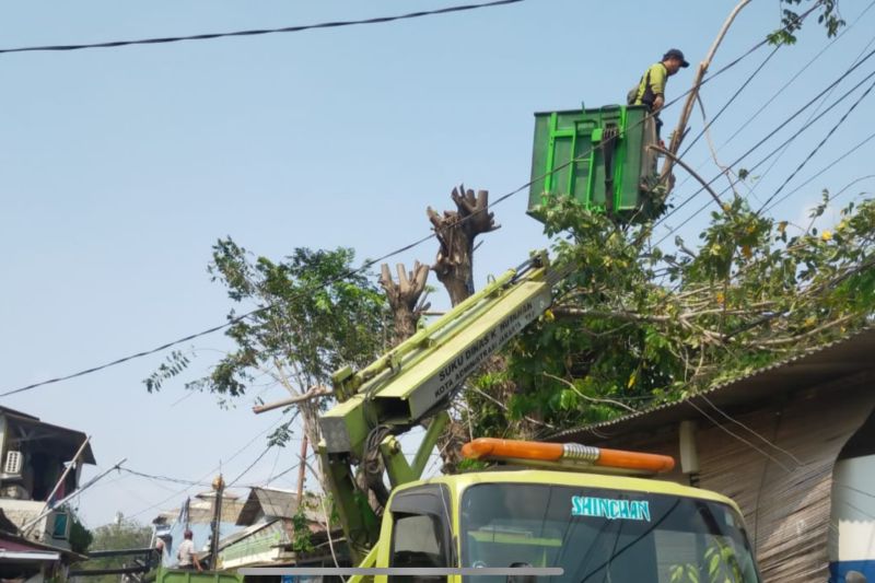Jakut pangkas 5.157 pohon rawan tumbang antisipasi cuaca ekstrem