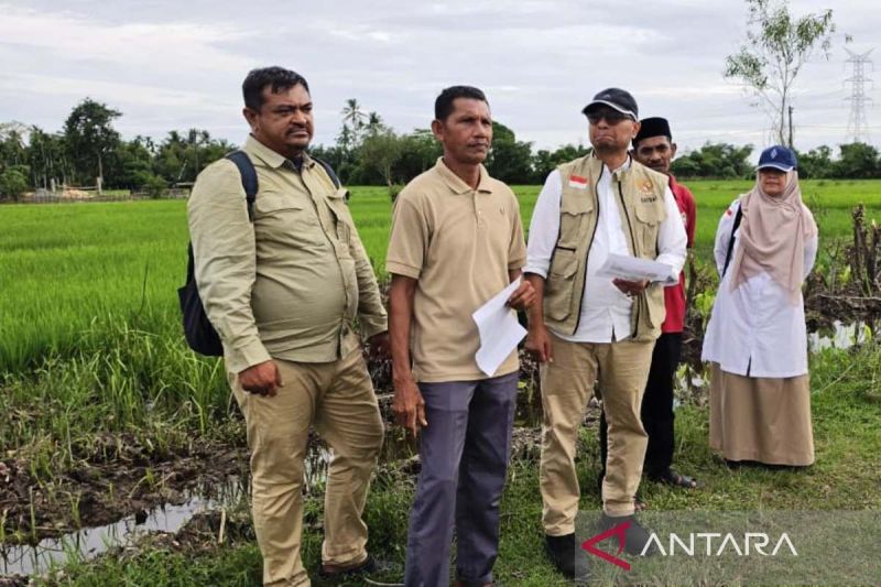 Aceh Barat salurkan Rp6 miliar perbaiki 1.308 ha sawah