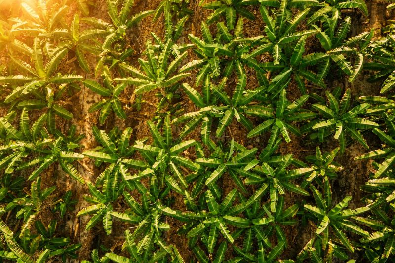 Bumibaru Panen 307 Ribu Kg dari Lahan Terdegradasi di Kalteng