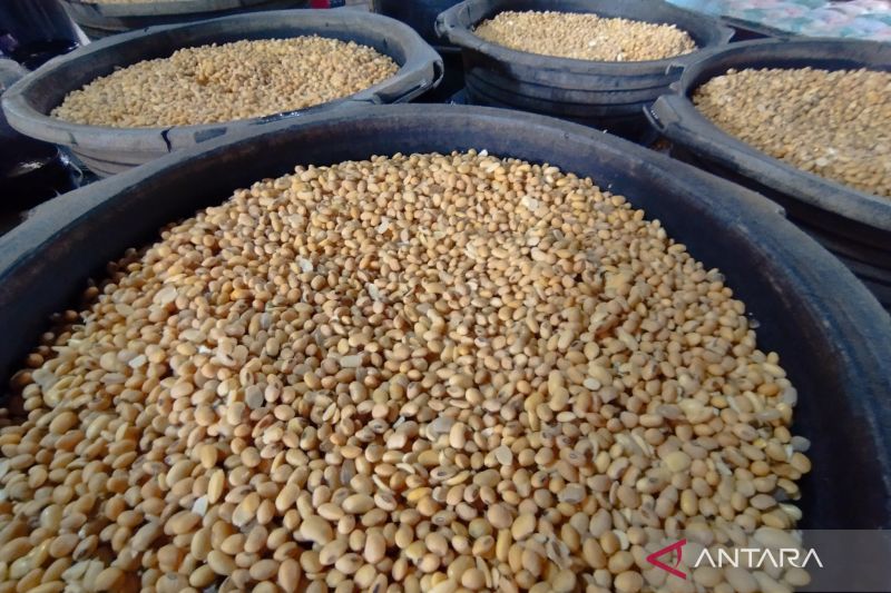 Harga kedelai impor di Kudus mengalami penurunan