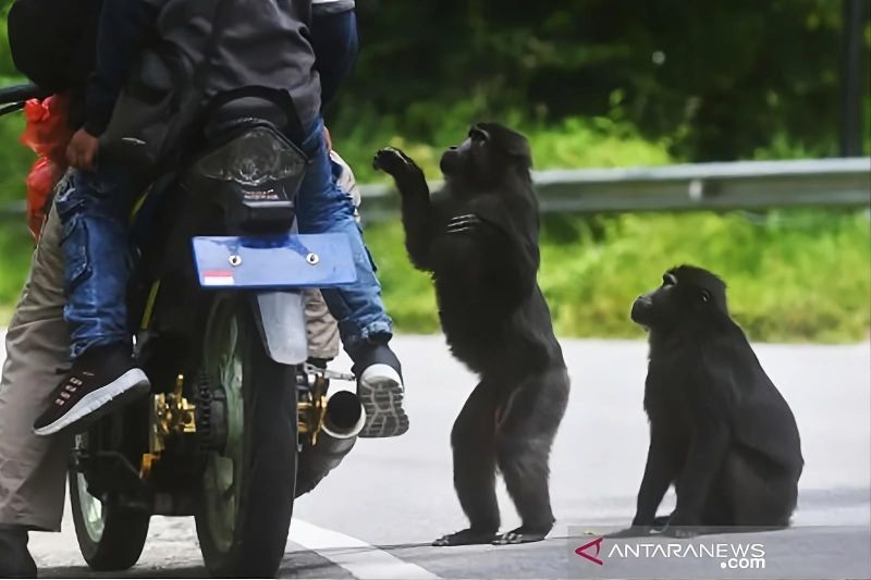 BKSDA larang warga beri makan monyet hitam tonkean