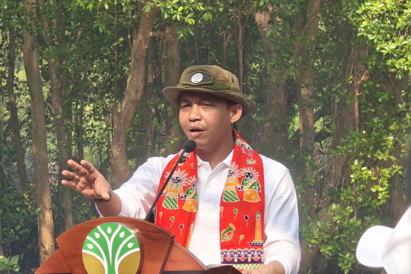 Kemenhut: Gajah mati di kebun sawit momentum benahi konservasi