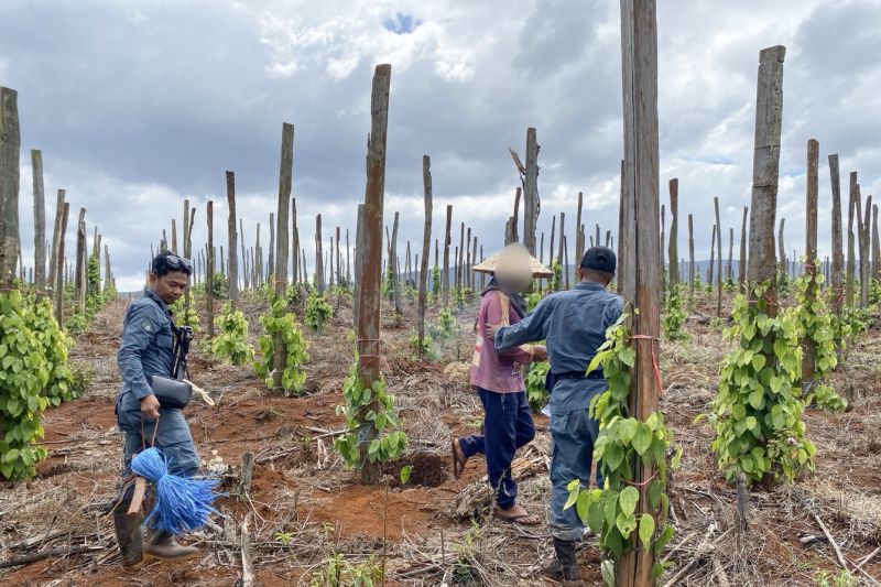 Kemenhut ungkap modus jual beli kawasan hutan lindung di Sulsel