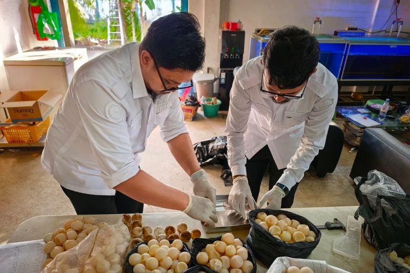 KKP menangani 1.286 telur penyu di Sambas, hanya 96 layak ditetaskan