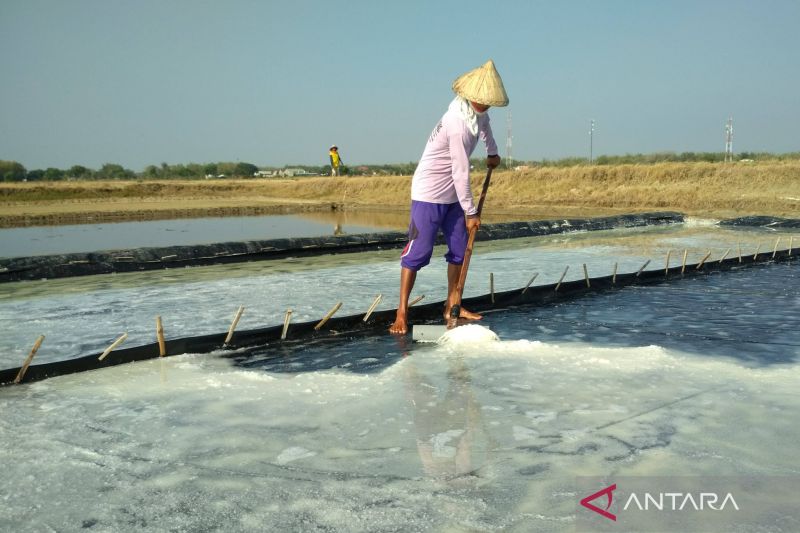 KKP perkuat data produksi garam untuk kendalikan impor