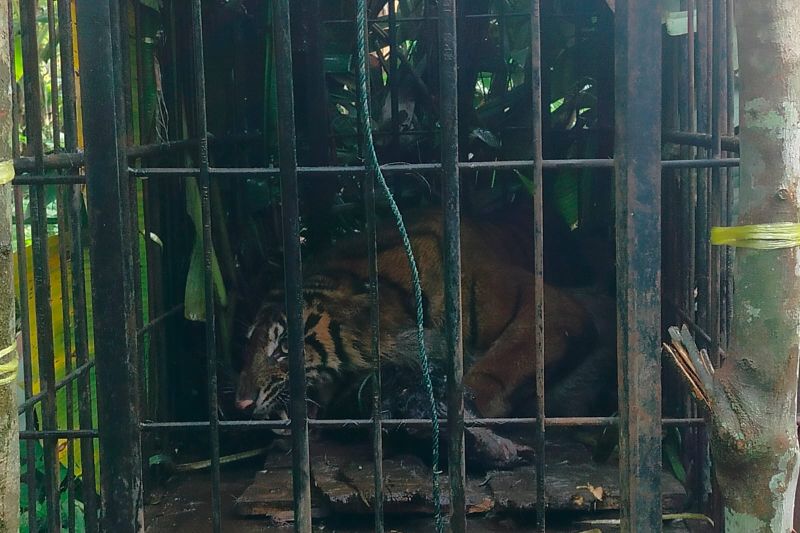 Harimau sumatra masuk kandang jebak BKSDA Sumbar usai makan ternak
