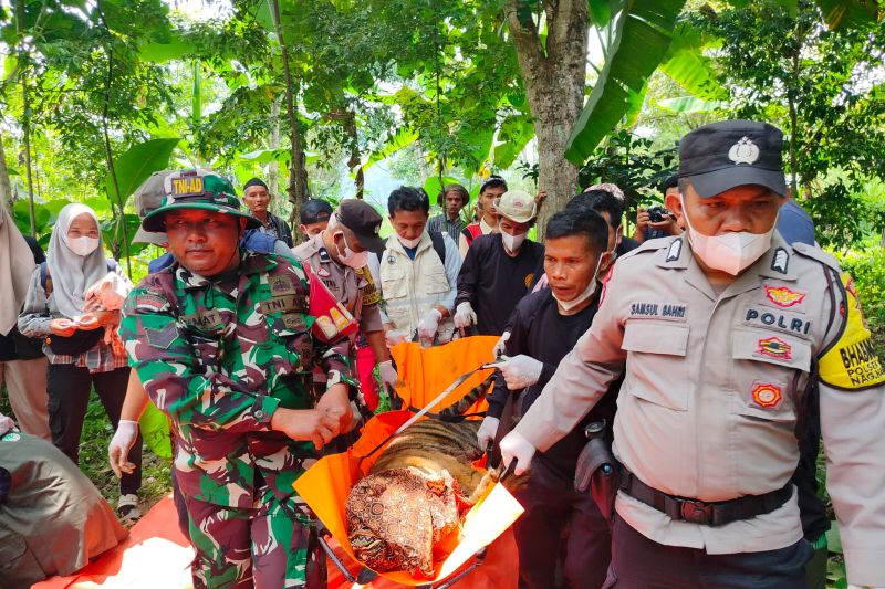 BKSDA Sumbar evakuasi harimau masuk kandang jebak di Agam