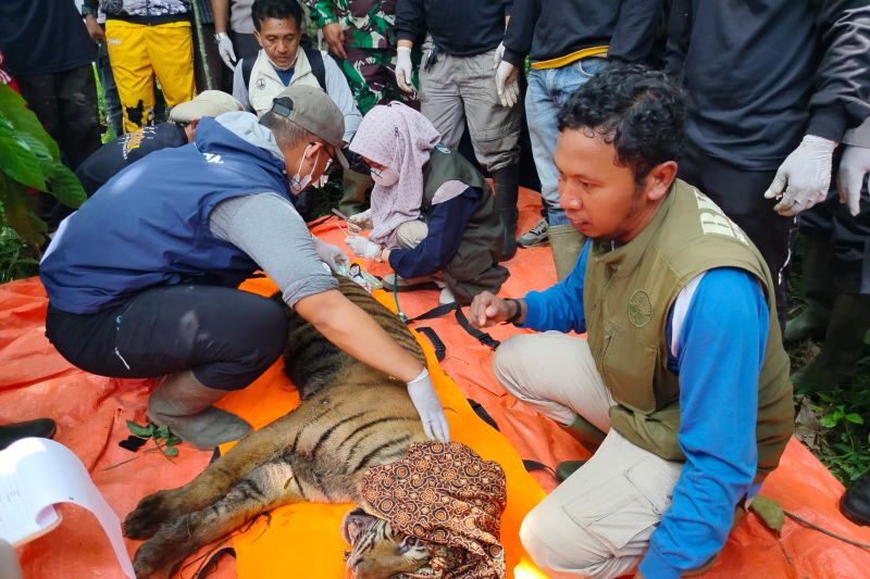 Harimau masuk kandang jebak BKSDA di Agam diberi nama Sari Palita