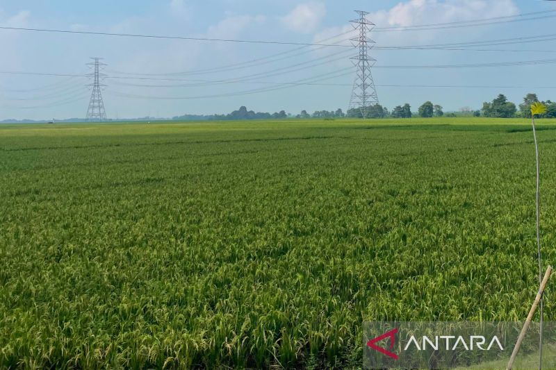 Pemkab Majalengka optimalkan irigasi guna jaga produksi pertanian