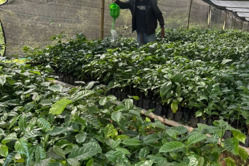 Menjemput kembali kejayaan kopi Tombo Batang