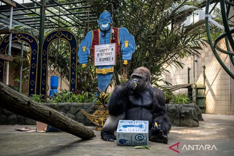 Margasatwa Ragunan tampilkan atraksi beri pakan gorila pada HUT 81 RI