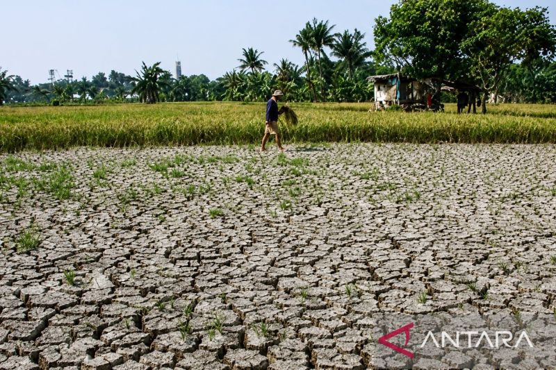 UNECE: Kekeringan dan gelombang panas perparah tekanan pada hutan