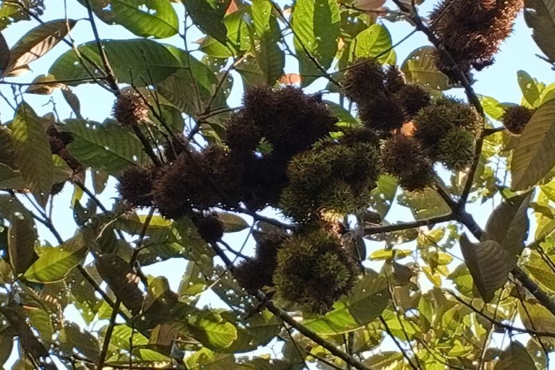 Kebun Raya Tua Tunu - BRIN teliti rambutan hutan endemik Pulau Bangka