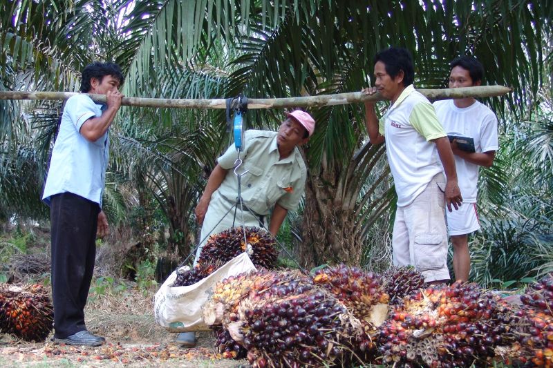 BRIN: Indonesia berpeluang jadi produsen biogas sawit dunia