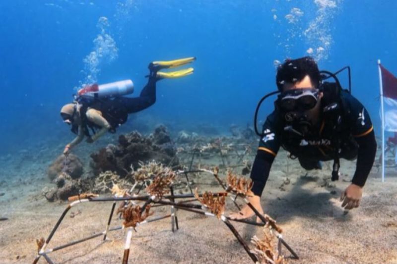 Peringati HUT RI, Auriga transplantasi terumbu karang di Halteng
