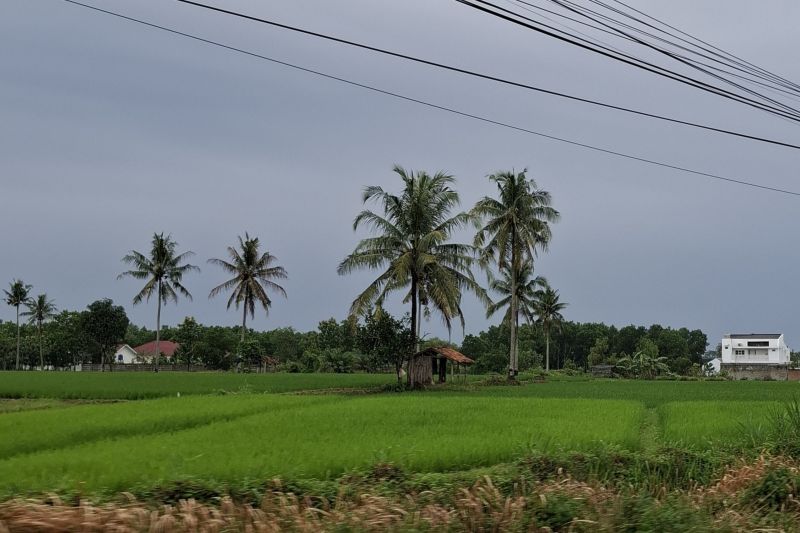 Cetak sawah baru Lampung 1.450 hektare dorong ekstensifikasi pertanian