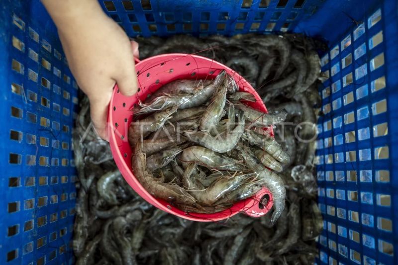 KKP minta industri serap udang vaname produksi dalam negeri