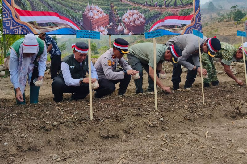 Pemkab Majalengka uji coba pengembangan bawang putih varietas lokal