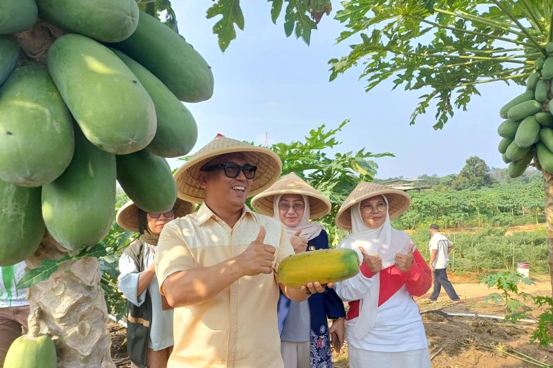 Saat Bintan memetik harapan dari ladang Kampung Kangboy
