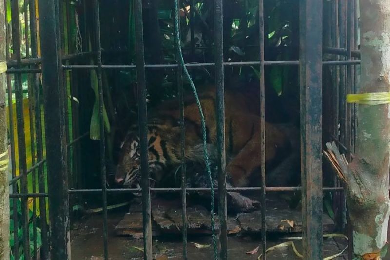 TSI mengajak masyarakat pahami pentingnya rantai makanan harimau