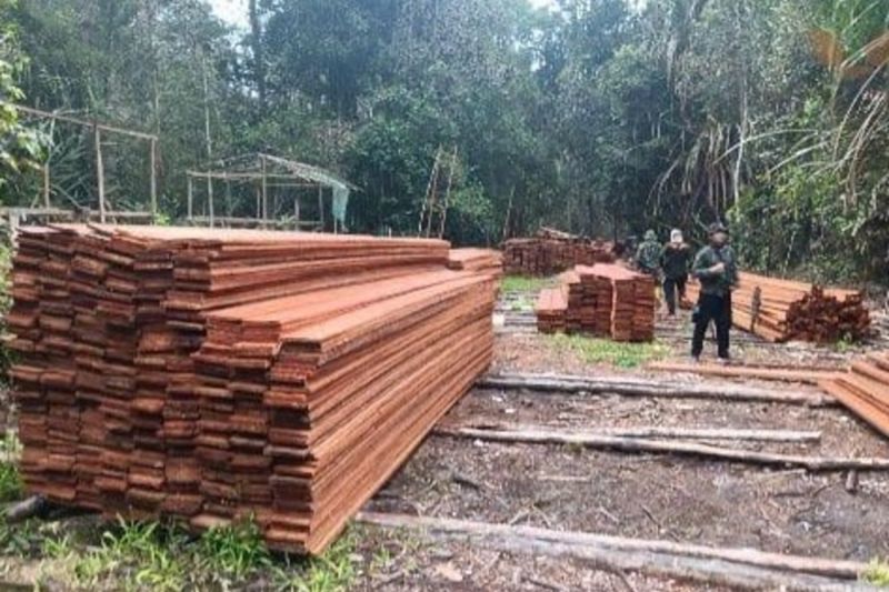 Kemenhut ungkap aktivitas pembalakan liar di SM Kerumutan Riau