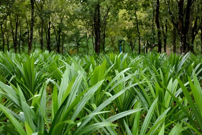 Dari Maluku ke Hainan, daun pandan jalin aroma Indonesia-China