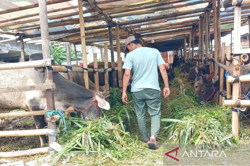 Hibah global untuk pengembangan peternakan Dompu mulai September