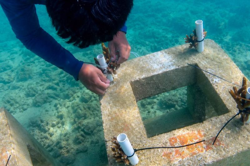 10.684 bibit karang ditanam untuk pulihkan laut di Kepulauan Seribu