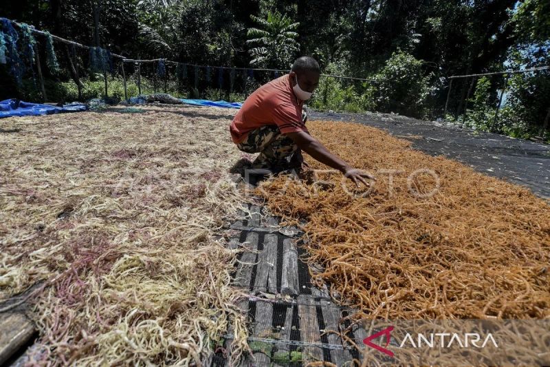 Pemkab Tanimbar-BRIN gencarkan edukasi budidaya rumput laut