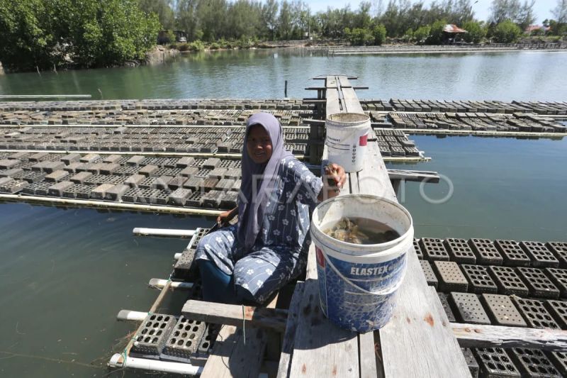 Budidaya kepiting soka pesisir Banda Aceh tembus pasar global
