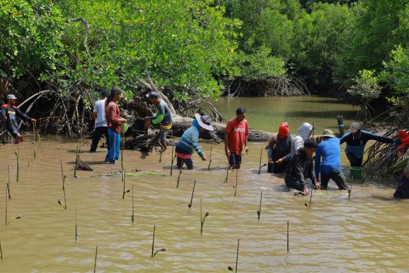 Kementerian Kehutanan libatkan masyarakat rehabilitasi 1.276 hektare mangrove di Kutai Kartanegara
