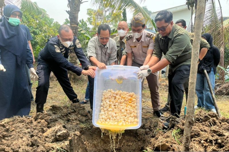 1.190 telur penyu infertil hasil temuan di Sambas dimusnahkan