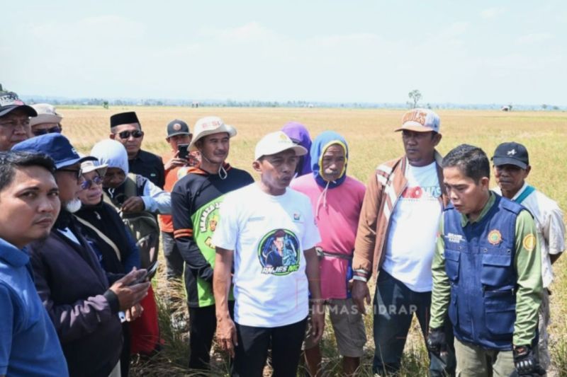 Bupati: El Nino tak pengaruhi produksi beras di Sidrap
