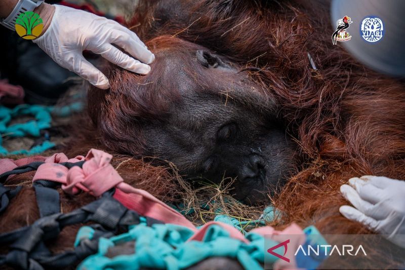 BKSDA Kalbar : Orangutan jantan ditemukan lemas akibat asap karhutla