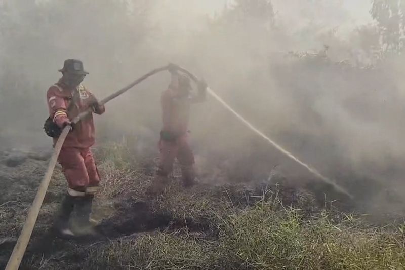 BBKSDA Riau perkuat pemadaman karhutla di habitat harimau sumatra