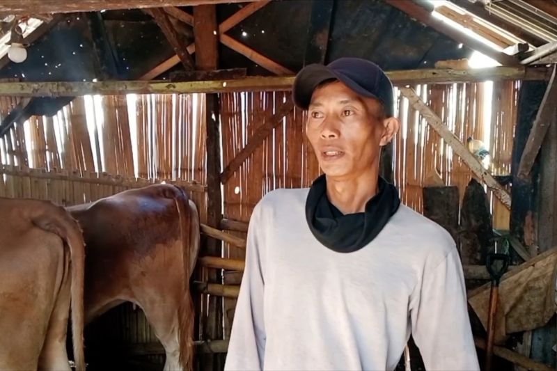 Program "Mat Peci" ubah buruh tani jadi peternak sapi sukses